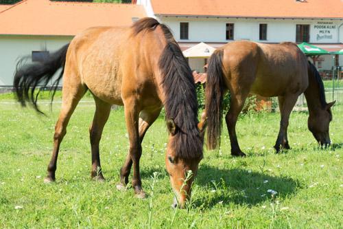 ホテルPodskalni Mlyn Ostopovice エクステリア 写真